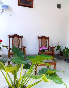 two chairs in a room with plants and flowers at T & U Homestay in Katunayaka