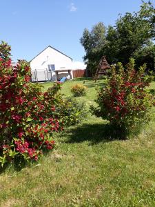 two bushes with red flowers in a yard at Agroturystyka Skrzeczówka in Krajno Pierwsze