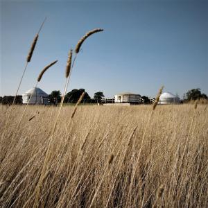 a field of tall brown grass with buildings in the background at Meadow Vale Retreats in Screveton