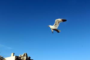 a bird flying in the blue sky at Studio 237 Port Camargue, Piscine, Climatisation, 2 personnes in Le Grau-du-Roi