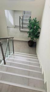 a staircase with a potted plant and a stair case at Motel Hofim in Bat Yam