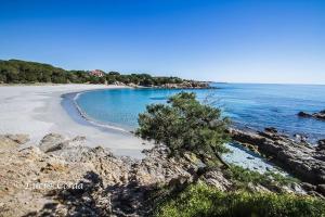 a beach with a tree on a rocky shore at Villa Edo in Cala Liberotto