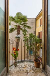 维罗纳Casa Mamà的阳台种植了两株盆栽植物和一棵棕榈树
