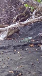 un lagarto caminando en el suelo junto a un árbol caído en Beau duplex, en Trois-Rivières