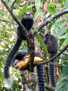 Eine Gruppe Affen, die auf einem Baum sitzen in der Unterkunft Sitio Santo Antonio HOSTEL in Ilhéus