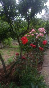 a tree with red flowers in a garden at Hana Accommodation in Sveti Stefan