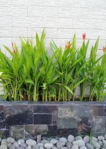 un grupo de plantas en una plantadora de piedra en Cabinas Gosen en Puntarenas