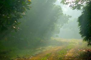 a dirt road in the middle of a foggy forest at Clayfingers Art Cottage in Trichūr