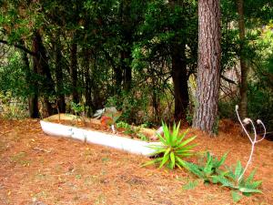 un bateau blanc assis au sol à côté d'un arbre dans l'établissement Hindthausen, à Knysna