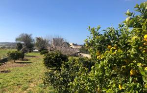 Zahrada ubytování Son Roig ,Beautiful Place in the Heart of Mallorca -ETV 9979