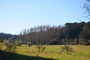 un campo de césped con árboles en el fondo en La Rinascita, en Crespina