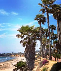 a group of palm trees on a sandy beach at Pacific Terrace Hotel in San Diego