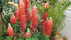un ramo de flores rojas en una planta en The Westbourne Guest House, en Llandudno
