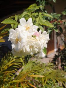 Afbeelding uit fotogalerij van Belle Amie Self Catering in La Digue