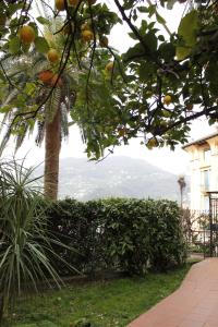 een boom met sinaasappels erop in een tuin bij Punto Relax in La Spezia