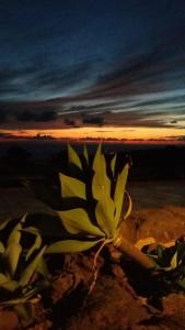 een schilderij van een plant op het strand bij zonsondergang bij B&b Le Mareddre in Scauri