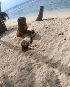 een hond in het zand op een strand bij Play to Live San Blas in El Porvenir