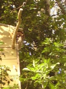 'Morris' the shepherd's hut and woodland hot tub experience外面的花园