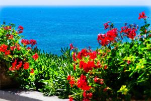 un campo de flores rojas con el océano en el fondo en Grande Albergo Miramare, en Formia