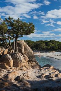 a tree in the water next to a beach at Hotel Il Piccolo Golf in Porto Cervo