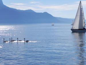 a group of swans and a sail boat in the water at Elément-Terre in Aigle