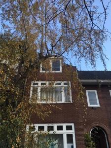 un edificio de ladrillo con ventanas blancas y un árbol en Etage voor 1-3 pers in Nijmegen-centrum, en Nijmegen