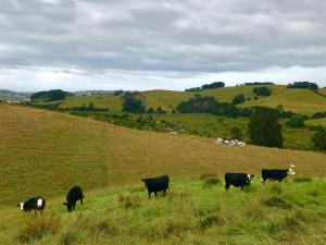 Gallery image of Creek Retreat in Warkworth