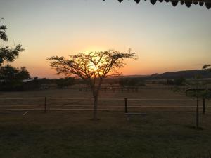 a tree in a field with the sunset in the background at Sanctuary Life Guest Farm in Magaliesburg