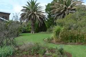 a garden with two palm trees and green grass at Apple Orchard Cottage in Harrismith