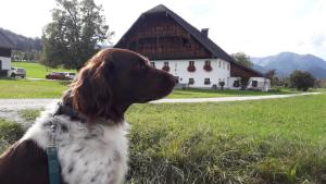Gæludýr sem dvelur með gesti á Pilznerhof