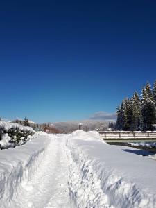 una strada innevata con alberi laterali di Alpenappartements Schwalbennestl a Mittenwald