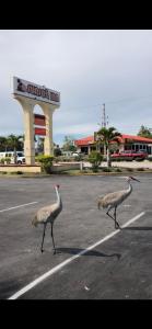 two birds walking in a parking lot with a store at Sunset Inn- Fort Pierce, FL in Fort Pierce