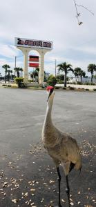 a turkey standing in the middle of a parking lot at Sunset Inn- Fort Pierce, FL in Fort Pierce