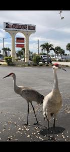 Dois pássaros no meio de um parque de estacionamento. em Sunset Inn- Fort Pierce, FL em Fort Pierce