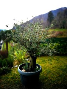 Zahrada ubytování Magic Garden with Jacuzzi-Pool and Luxury Lake Como view