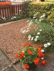 a garden with orange and white flowers on the ground at Belfast Holiday Home in Belfast