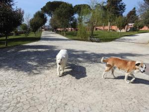 和主人一起入住Alloggio Turistico Confortevole Passo Corese的宠物