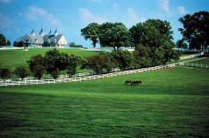 two horses walking in a field with a white fence at Cozy and Spacious-4 Bedrooms Townhouse in Lexington