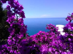 een bos paarse bloemen met de oceaan op de achtergrond bij Resort Luna Rossa in Sperlonga