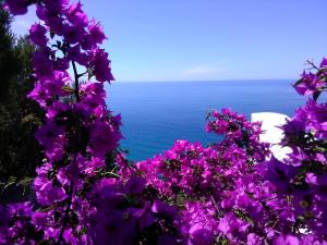 Un mazzo di fiori viola con l'oceano sullo sfondo di Resort Luna Rossa a Sperlonga