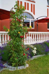 Zahrada ubytování Rosen Villa