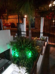un parc avec un palmier et des lumières vertes dans l'établissement Casa de Arigoffe, à Salvador