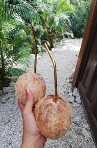 a person holding two coconuts in their hand at Green Sanctuary Hotel in Nosara