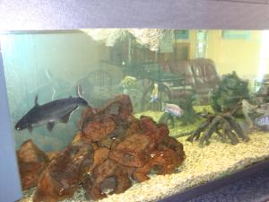 Altri animali domestici presso l'hotel o nei dintorni