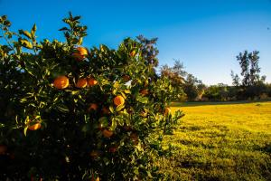 an orange tree in an orchard in a field at Colina Verde Resort in Moncarapacho