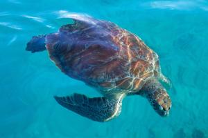 a green sea turtle swimming in the water at Cobblers Cove - Barbados in Saint Peter