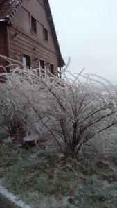 a bush in the grass in front of a house at Widokowa Osada in Międzylesie