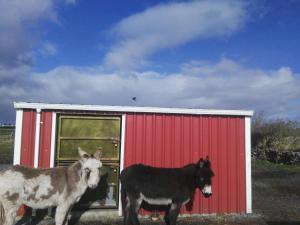 Animales en el agroturismo o alrededores