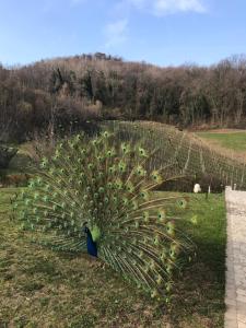 Zahrada ubytování Agriturismo Lemire