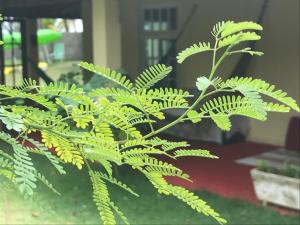roślina z zielonymi liśćmi w pokoju w obiekcie Parador Algaroba w mieście Japaratinga